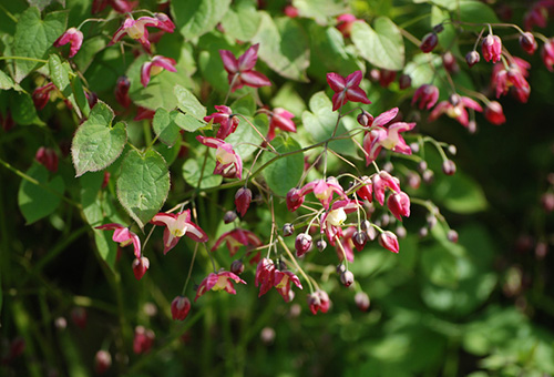 Blommande kåt getgräs