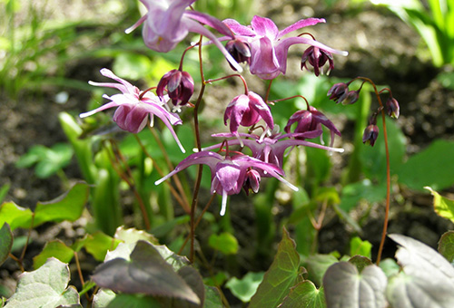 Fleur de chèvre cornée