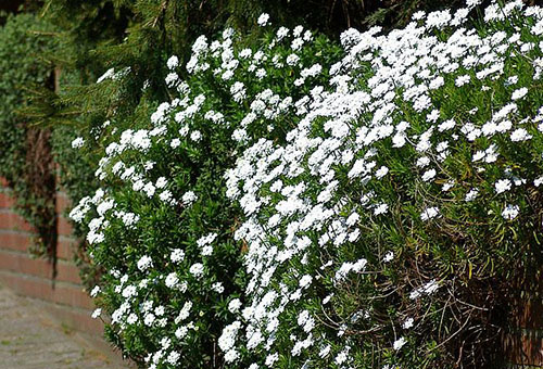 Iberis blancs