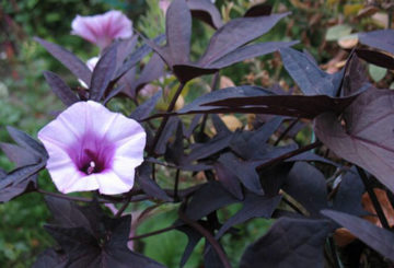 Ipomoea Batat