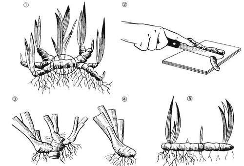 Trồng cây diên vĩ xuống đất