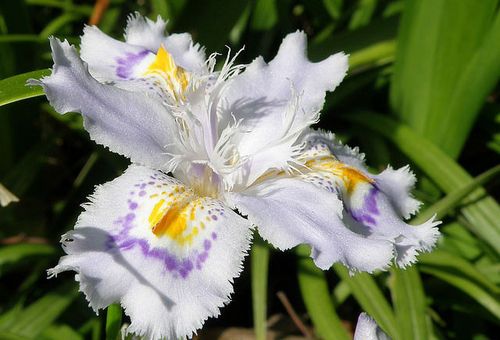 Iris xiphoïde japonais