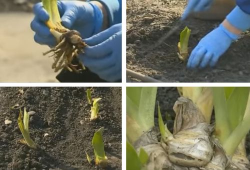 planter une fleur sur le site