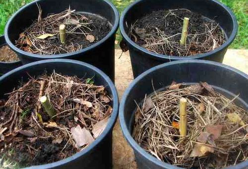 pousses de saule en pots