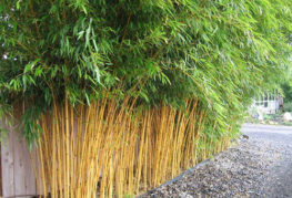 Bambou planté près du mur