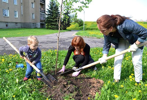 Plantation de bouleau