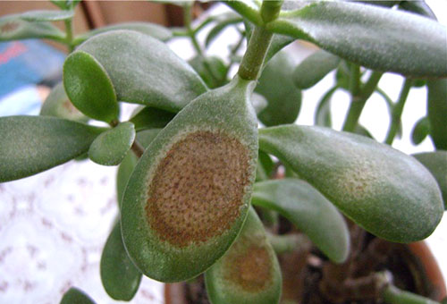 Taches sur les feuilles de l'arbre d'argent