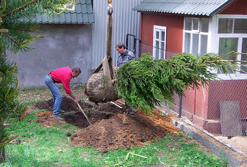 Plantation d'épicéa sur le site