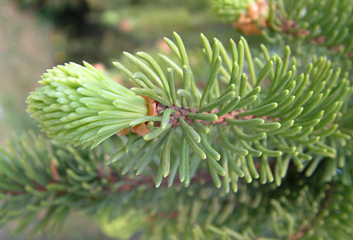 Branche d'épinette