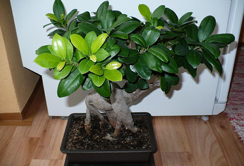 Dull ficus