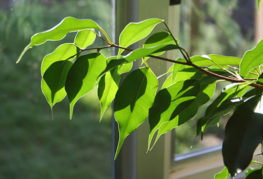 Feuilles de Ficus Benjamin