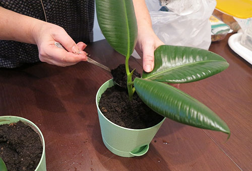 Plantation de ficus