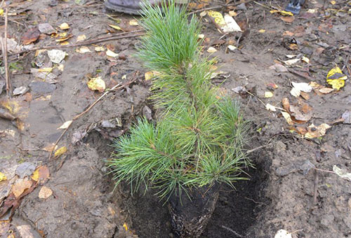 Planter un semis de cèdre