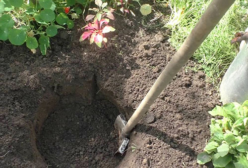 Préparer une fosse pour planter une pivoine