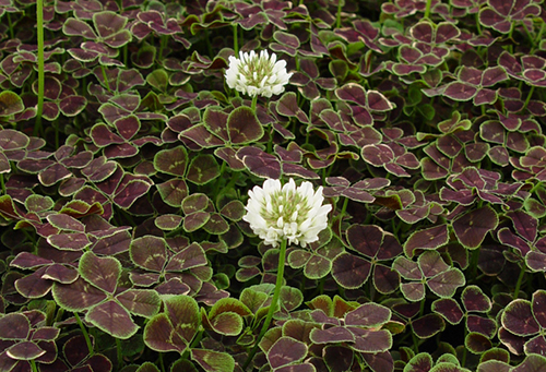 Variété de trèfle rampant Atropurpurea