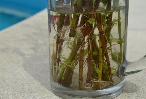 pousses de plantes trempées