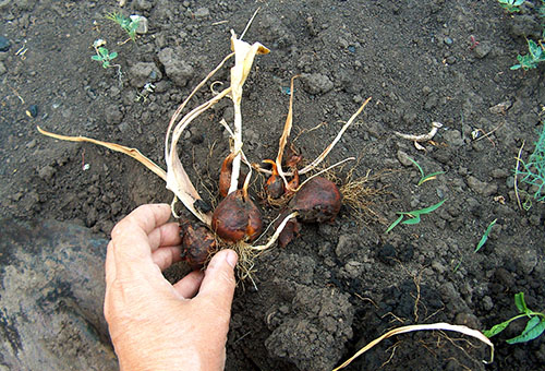 Bọc củ hoa tulip