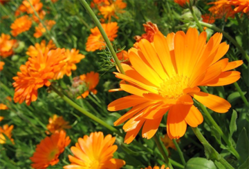 Calendula en fleurs