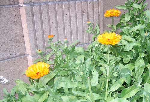 Calendula par la clôture