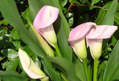 Lys calla roses