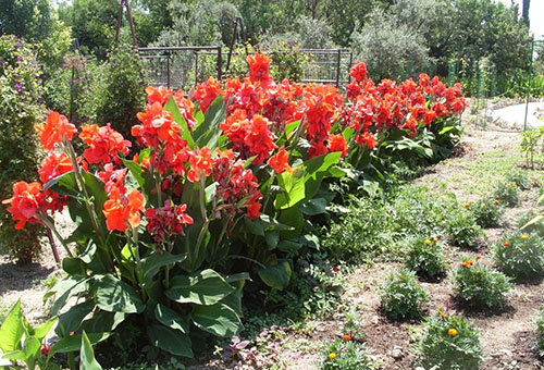 Cannes rouges en fleurs