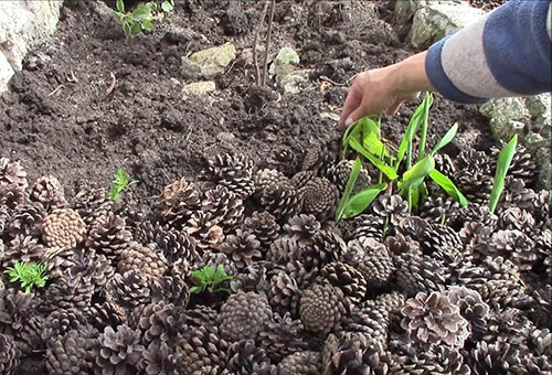 Plantera cannes i öppen mark