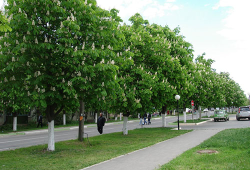 Châtaignes en fleurs