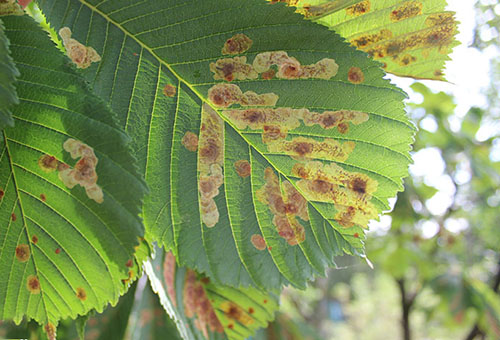 Feuilles de châtaignier endommagées