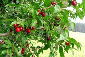 Bụi cây Dogwood với quả mọng