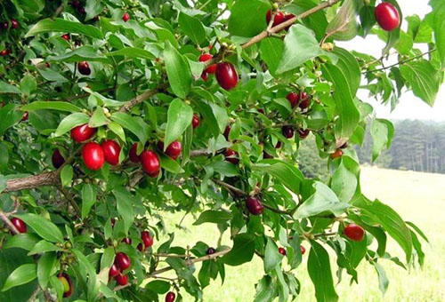 Bụi cây Dogwood với quả mọng