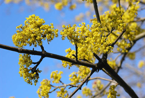 Cornouiller en fleurs