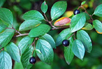 Branche de cotoneaster brillant