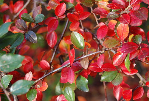 Cotoneaster оставя блестящо през есента