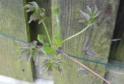 reproduktion av Clematis genom lager