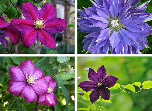 các loại clematis khác nhau