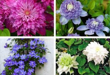 các loại clematis khác nhau