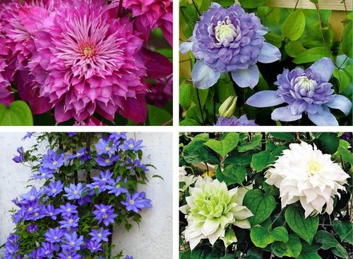 các loại clematis khác nhau