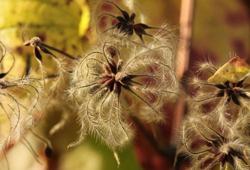 clematis với hạt giống