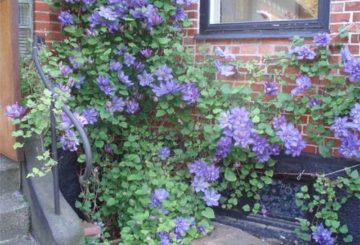 Clematis về cốt truyện