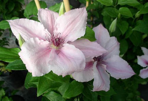 Clématite à grandes fleurs