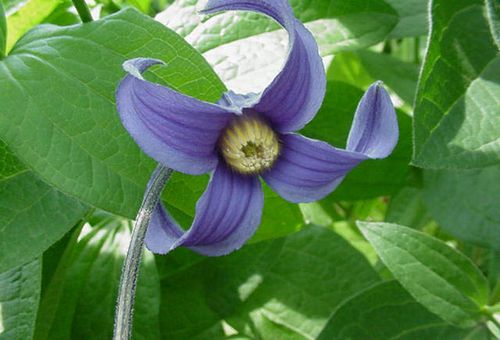 Clematis lila