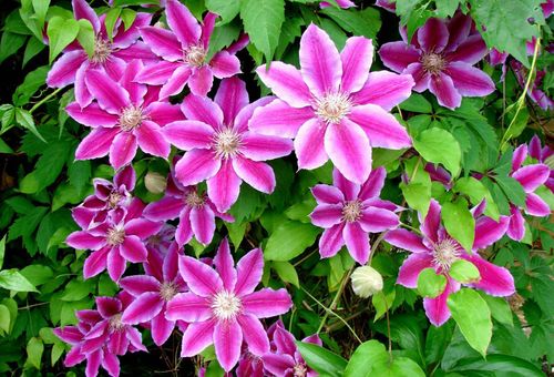 Clématites à petites et moyennes fleurs