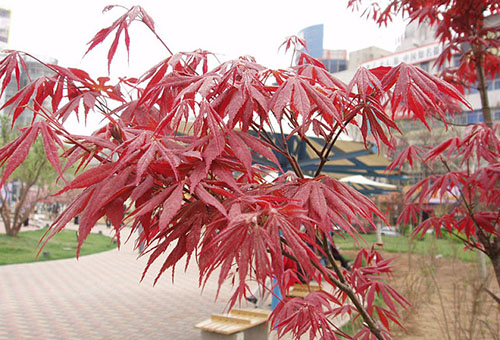 Variété d'érable en éventail Atropurpureum