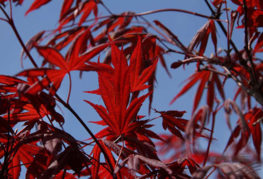 Feuilles d'érable en éventail rouge