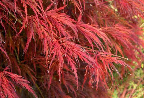 Branches d'érable atropurpureum