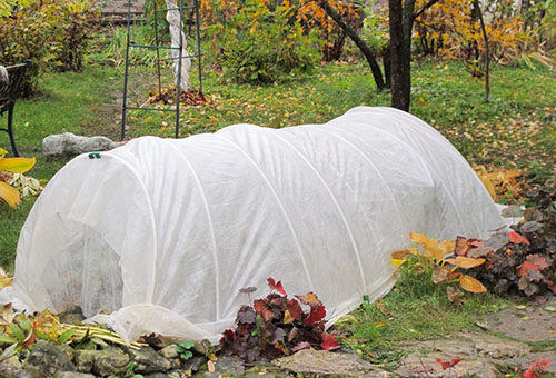 Plantes couvertes pour l'hiver