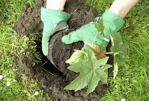 Transplantation de ricin en pleine terre