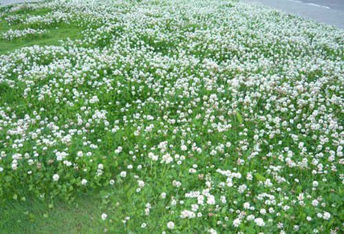 Pelouse avec trèfle rampant blanc