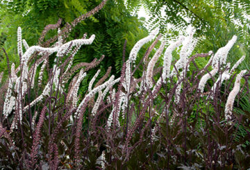 Blooming black cohosh