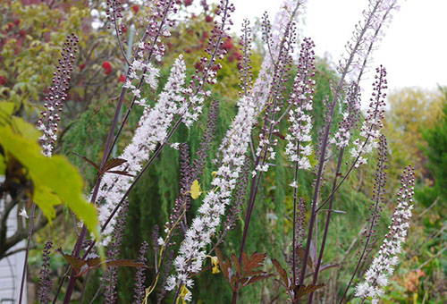 Blooming black cohosh